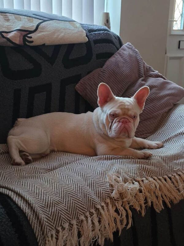 2yr Old French Bulldog - Image 2 of 3