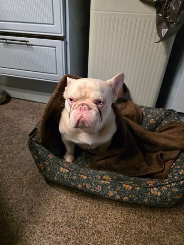 2yr Old French Bulldog - Image 3 of 3