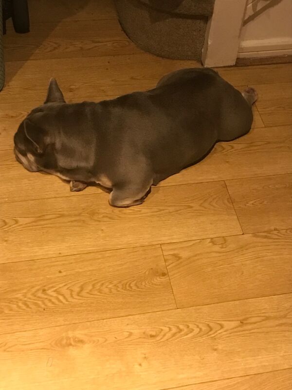 French Bulldog puppies for sale in Liverpool, Merseyside – KC registered, 2 years old