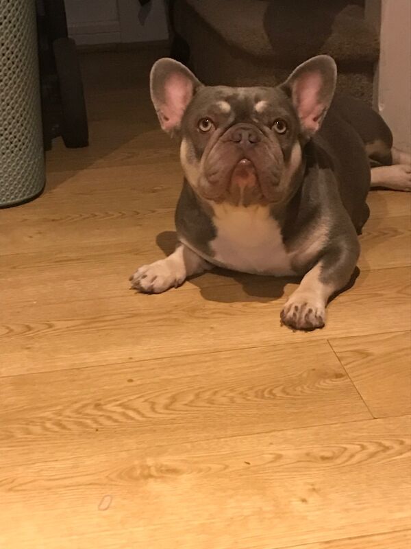 French Bulldog puppies for sale in Liverpool, Merseyside – KC registered, 2 years old - Image 2 of 3
