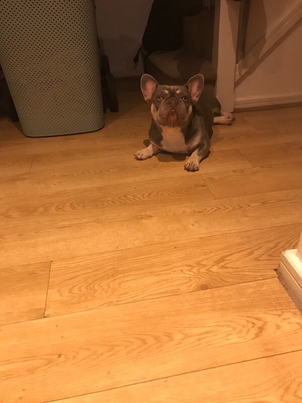 French Bulldog puppies for sale in Liverpool, Merseyside – KC registered, 2 years old - Image 3 of 3