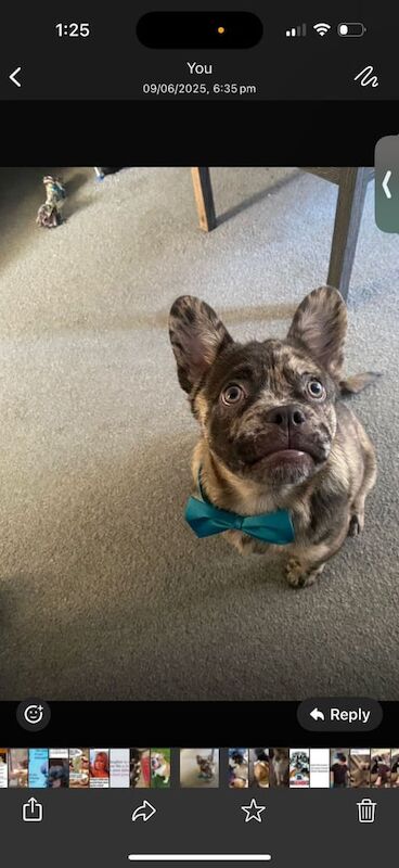 French Bulldog puppies for sale in Leominster, Herefordshire – 11 months old