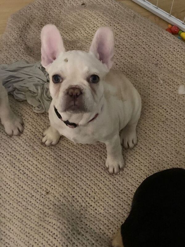 French Bulldog puppies for sale in West Ealing, Greater London – 11 weeks old