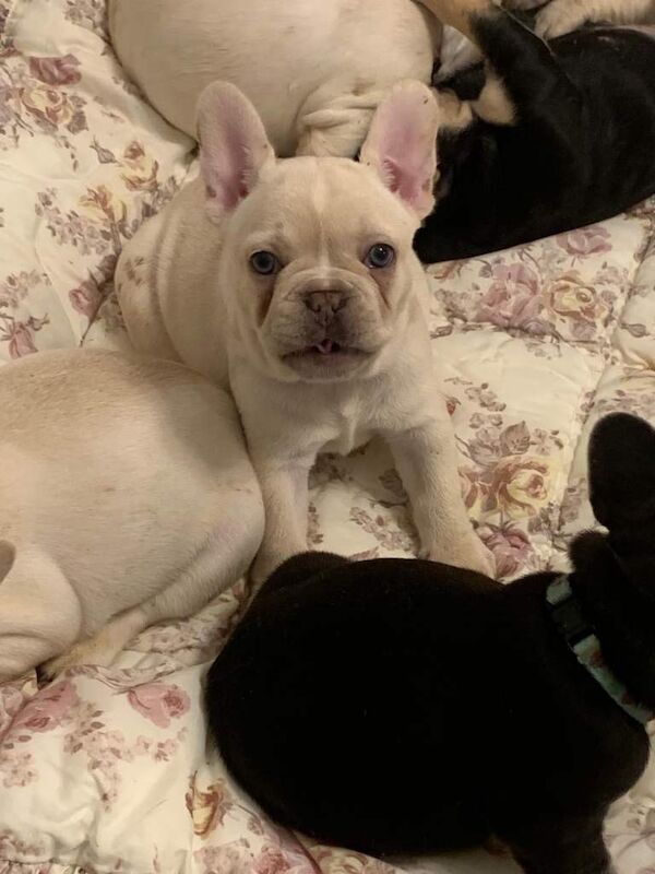 3 beautiful French bulldogs - Image 2 of 3