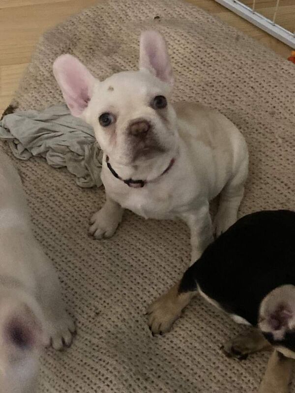 3 beautiful French bulldogs - Image 3 of 3
