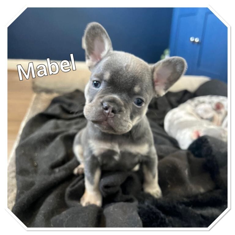 3 beautiful french bulldogs for sale