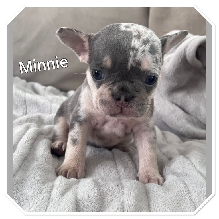 3 beautiful french bulldogs for sale - Image 2 of 4