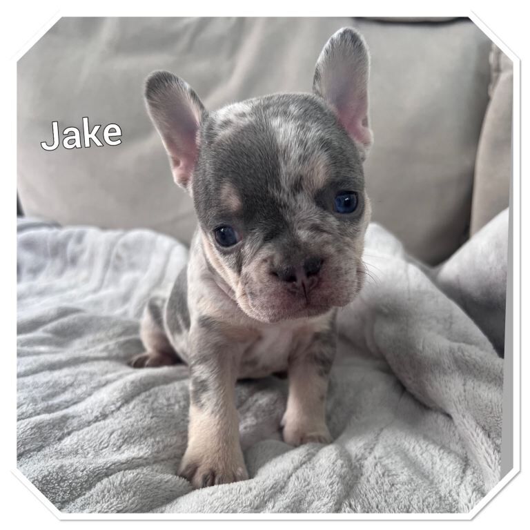 3 beautiful french bulldogs for sale - Image 3 of 4