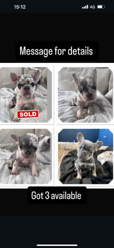 3 beautiful french bulldogs for sale - Image 4 of 4