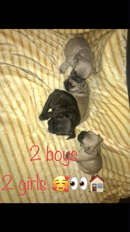 French Bulldog puppies for sale in Brownhills, West Midlands – 4 weeks old