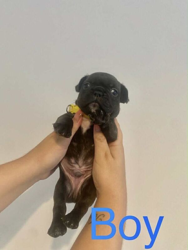 French Bulldog puppies for sale in Brownhills, West Midlands – 4 weeks old - Image 3 of 3