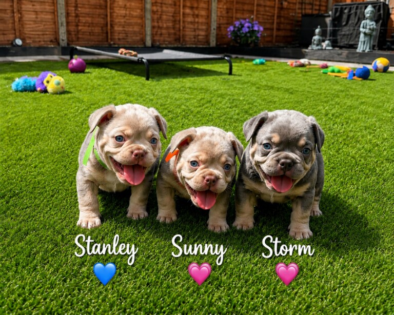 3 beautiful frenchie puppies ready for for ever home