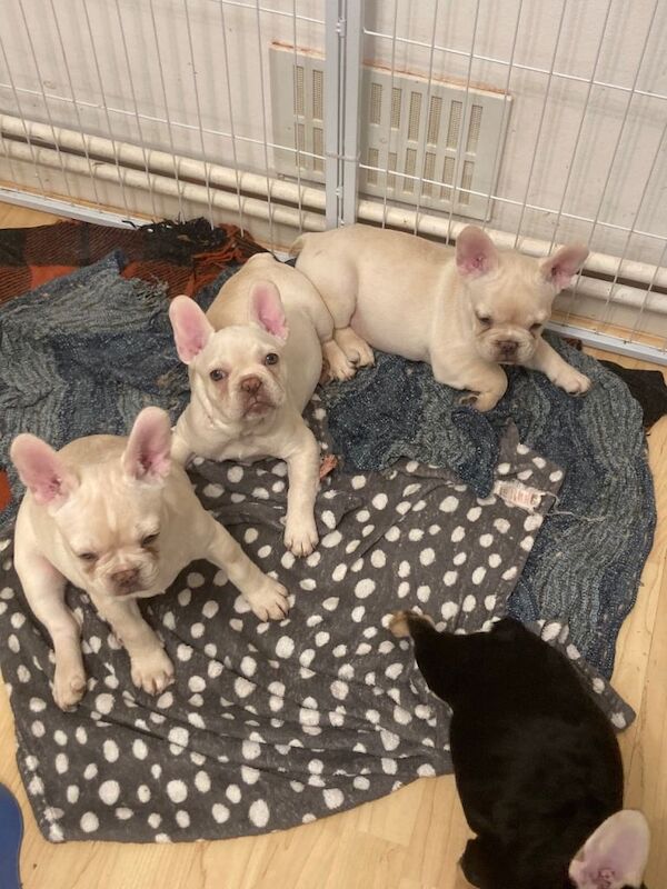 French Bulldog puppies for sale in Greenford, Greater London – 11 weeks old