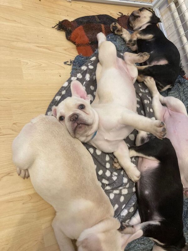 French Bulldog puppies for sale in Greenford, Greater London – 11 weeks old - Image 2 of 3