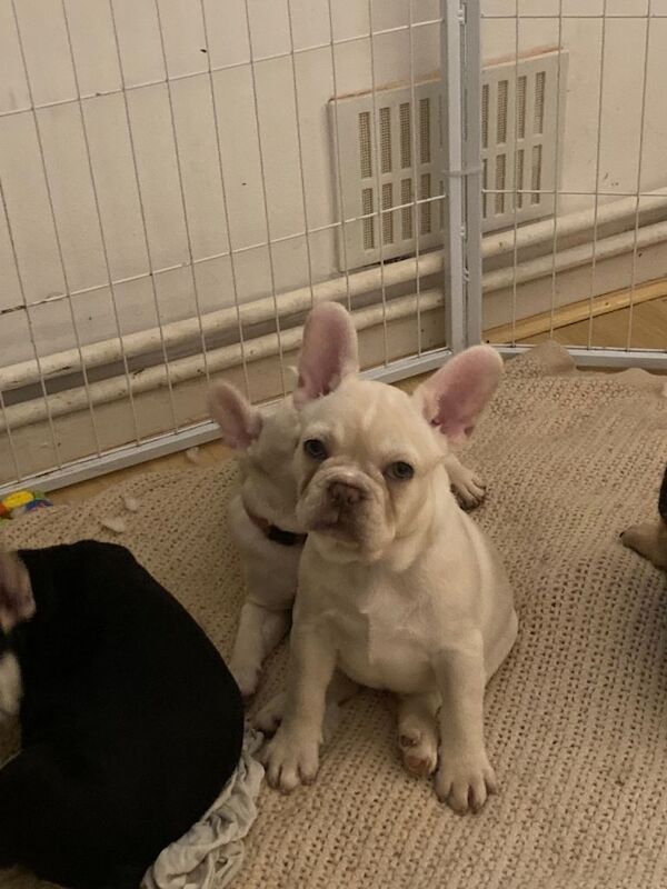 French Bulldog puppies for sale in Greenford, Greater London – 11 weeks old - Image 3 of 3