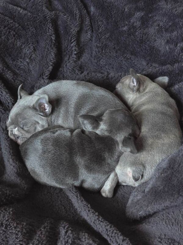 3 beautiful kc registered French bulldog pups batches!