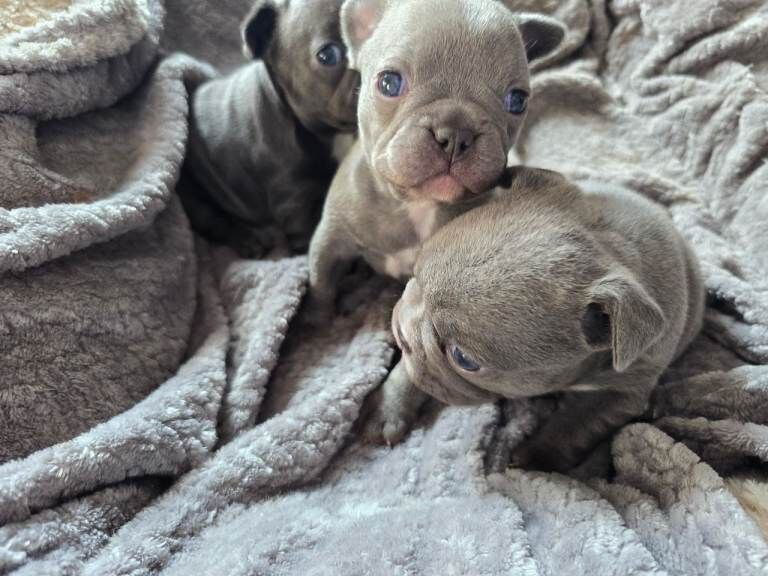 3 beautiful kc registered French bulldog pups batches! - Image 2 of 6