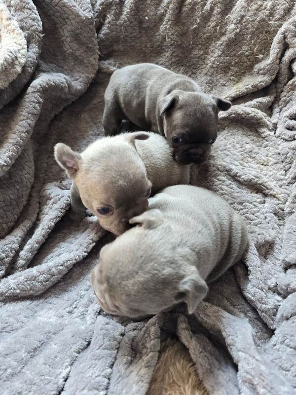 3 beautiful kc registered French bulldog pups batches! - Image 4 of 6