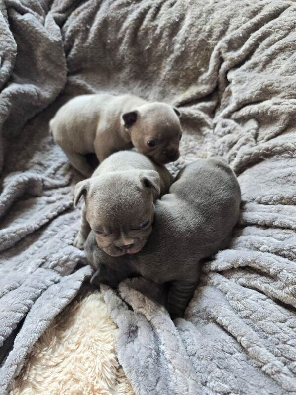 3 beautiful kc registered French bulldog pups batches! - Image 5 of 6