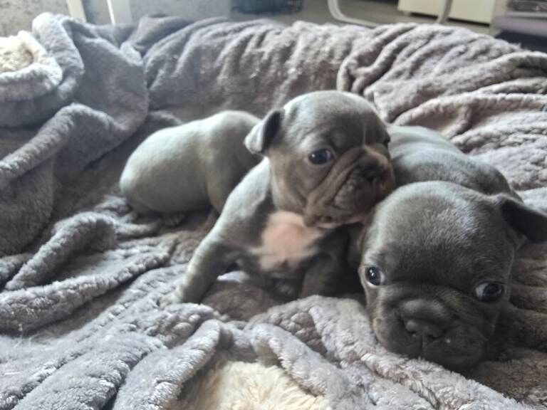 3 beautiful kc registered French bulldog pups batches! - Image 6 of 6
