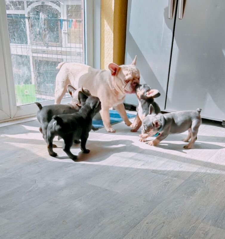 3 Beautiful male frenchies for sale in Redditch, Worcestershire