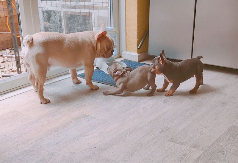 3 Beautiful male frenchies for sale in Redditch, Worcestershire | Image 2