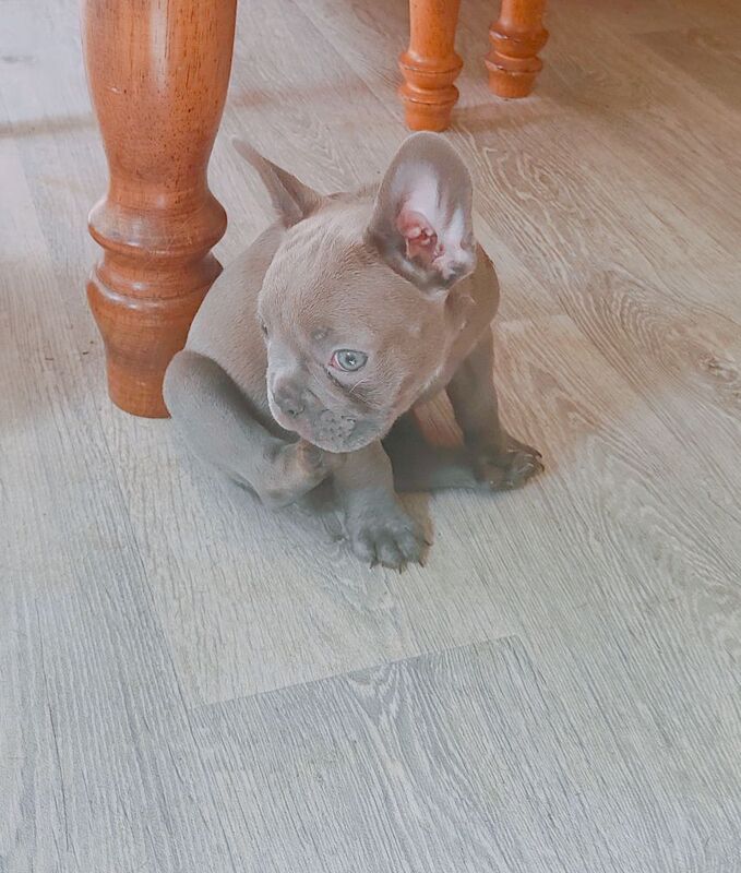 3 Beautiful male frenchies for sale in Redditch, Worcestershire | Image 3