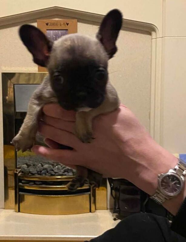 Frenchie Puppies For Sale