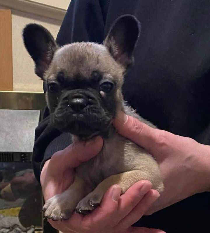 3 french bulldog girls - Image 2 of 6