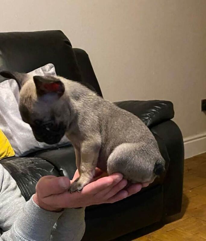 3 french bulldog girls - Image 3 of 6