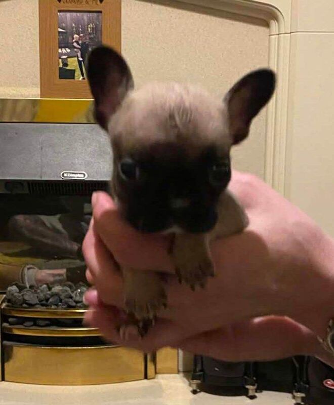 3 french bulldog girls - Image 4 of 6