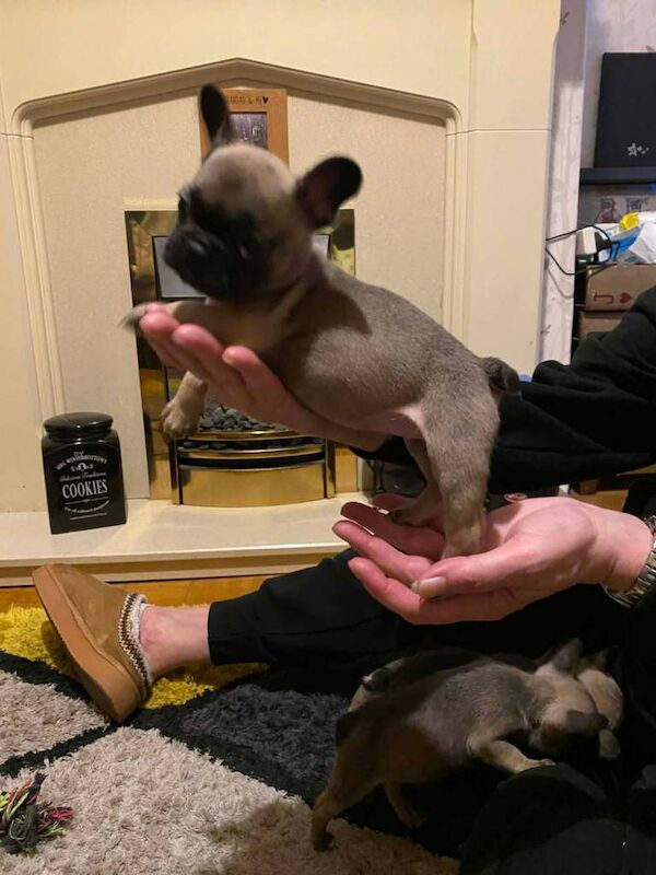 3 french bulldog girls - Image 6 of 6