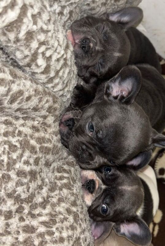 French Bulldog puppies for sale in Scunthorpe, Lincolnshire – 7 weeks old