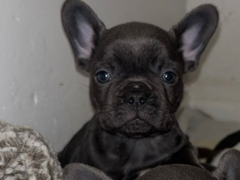 3 French bulldog puppies - Image 2 of 6