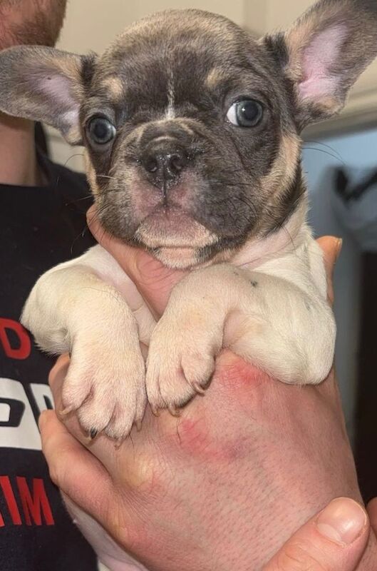 3 French bulldog puppies - Image 3 of 6
