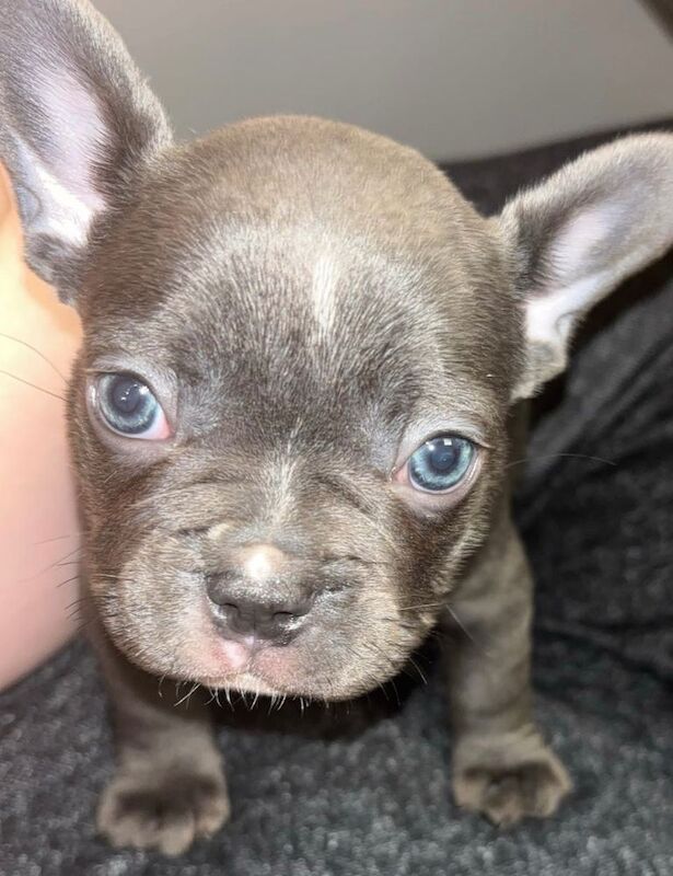 3 French bulldog puppies - Image 4 of 6