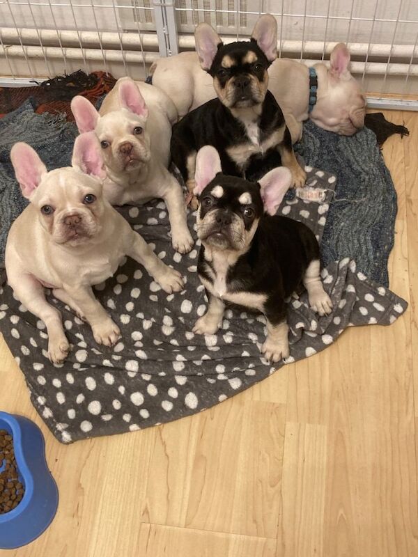 French Bulldog puppies for sale in Greenford, Greater London – 3 months old
