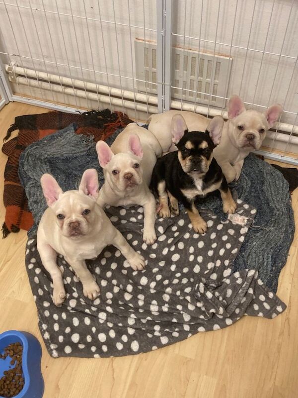 French Bulldog puppies for sale in Greenford, Greater London – 3 months old - Image 2 of 3
