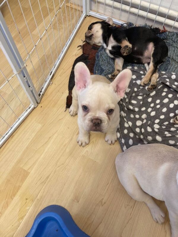 French Bulldog puppies for sale in Greenford, Greater London – 3 months old - Image 3 of 3