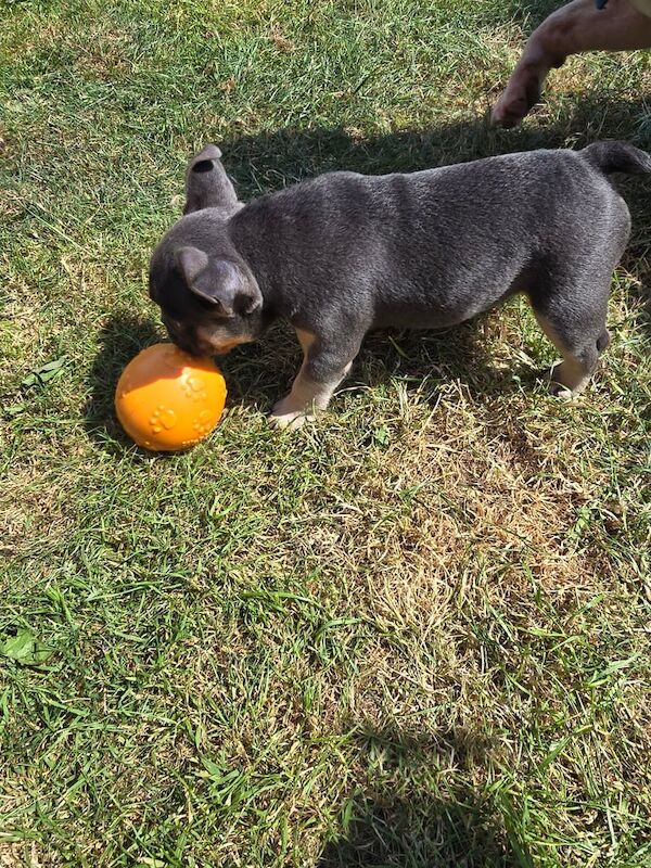 French Bulldog puppies for sale in Port Talbot, West Glamorgan – KC registered, 7 weeks old