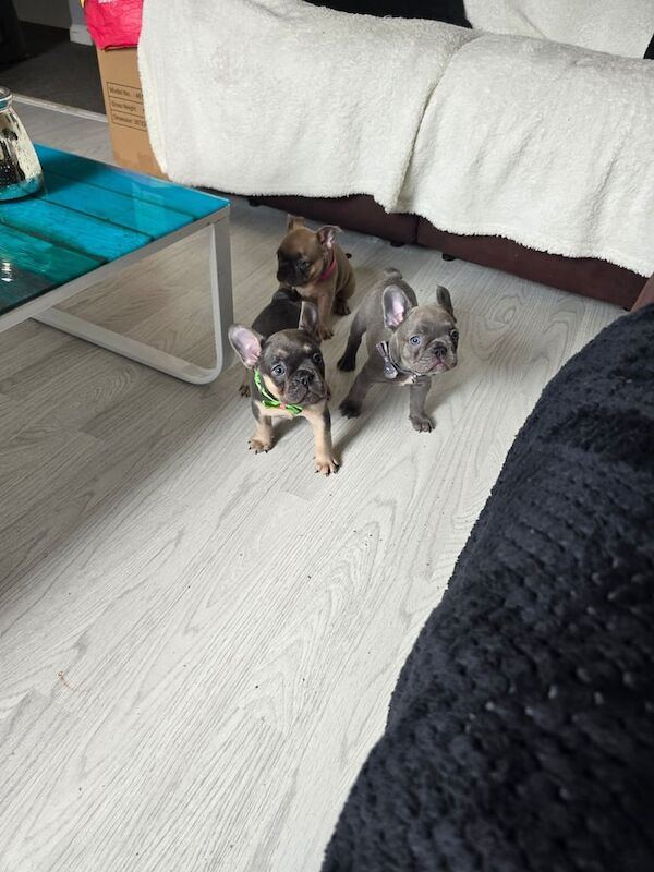 French Bulldog puppies for sale in Port Talbot, West Glamorgan – KC registered, 9 weeks old - Image 2 of 3