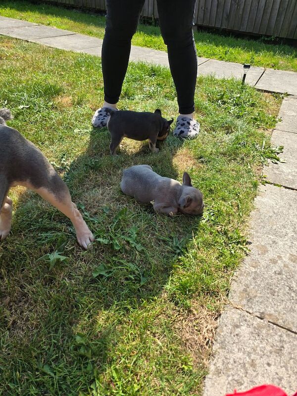 French Bulldog puppies for sale in Port Talbot, West Glamorgan – KC registered, 9 weeks old - Image 3 of 3