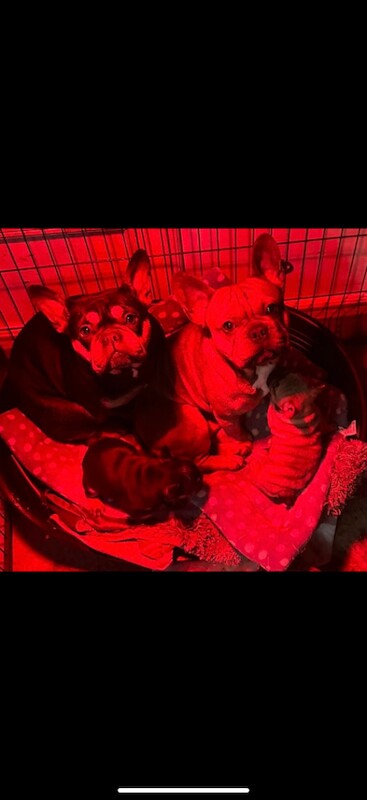3 Left .. Stunning Quality French bulldog pups forsale - Image 2 of 3