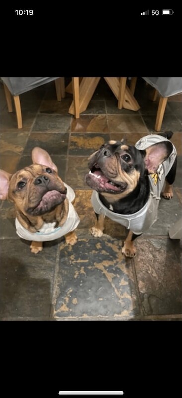 3 Left .. Stunning Quality French bulldog pups forsale - Image 3 of 3