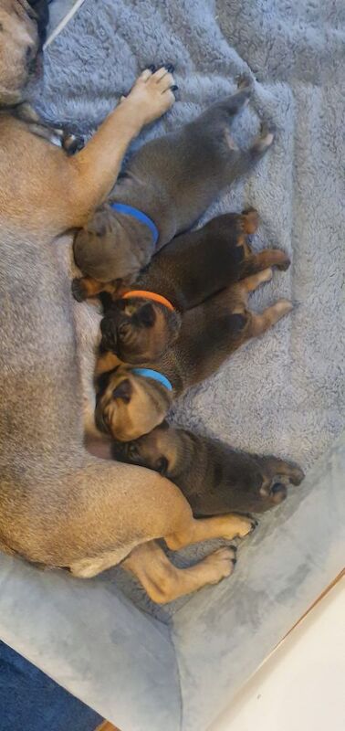 Brindle French Bulldog puppies for sale in Winchester, Hampshire – 4 weeks old