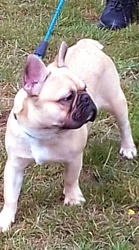French Bulldog puppies for sale in Harborne, West Midlands – KC registered, 5 months old