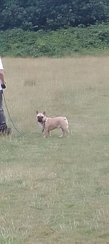 French Bulldog puppies for sale in Harborne, West Midlands – KC registered, 5 months old - Image 2 of 3