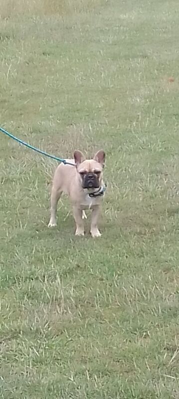 French Bulldog puppies for sale in Harborne, West Midlands – KC registered, 5 months old - Image 3 of 3