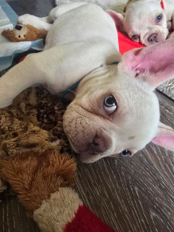 3 white / cream puppies available