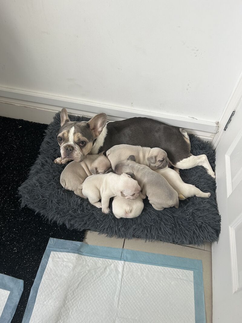 2 x boys left full bread KC registered French Bulldogs for sale in Newtownabbey | Image 2